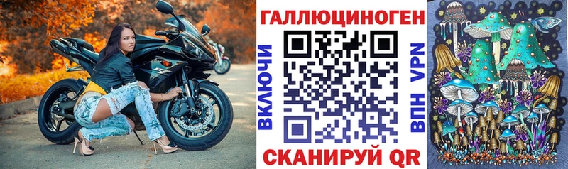 kraken tor  Нерчинск  Галлюциногенные грибы мицелий 